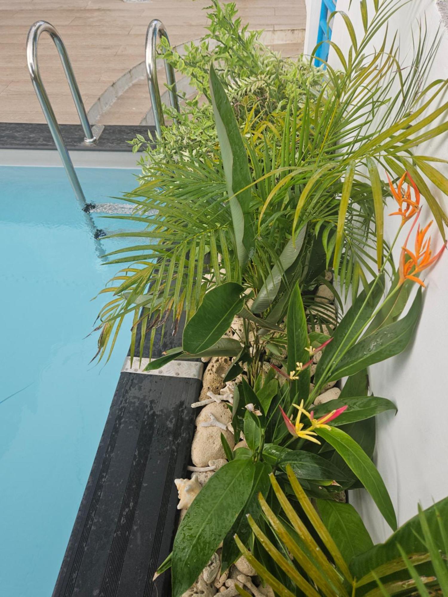 סנט-לוס Ti Oasis Colibri, 1 Chambre, Piscine, A 150M De La Plage מראה חיצוני תמונה